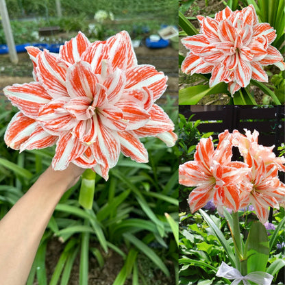 🌺 Amaryllis Bulbs | Grow Bold, Beautiful Blooms