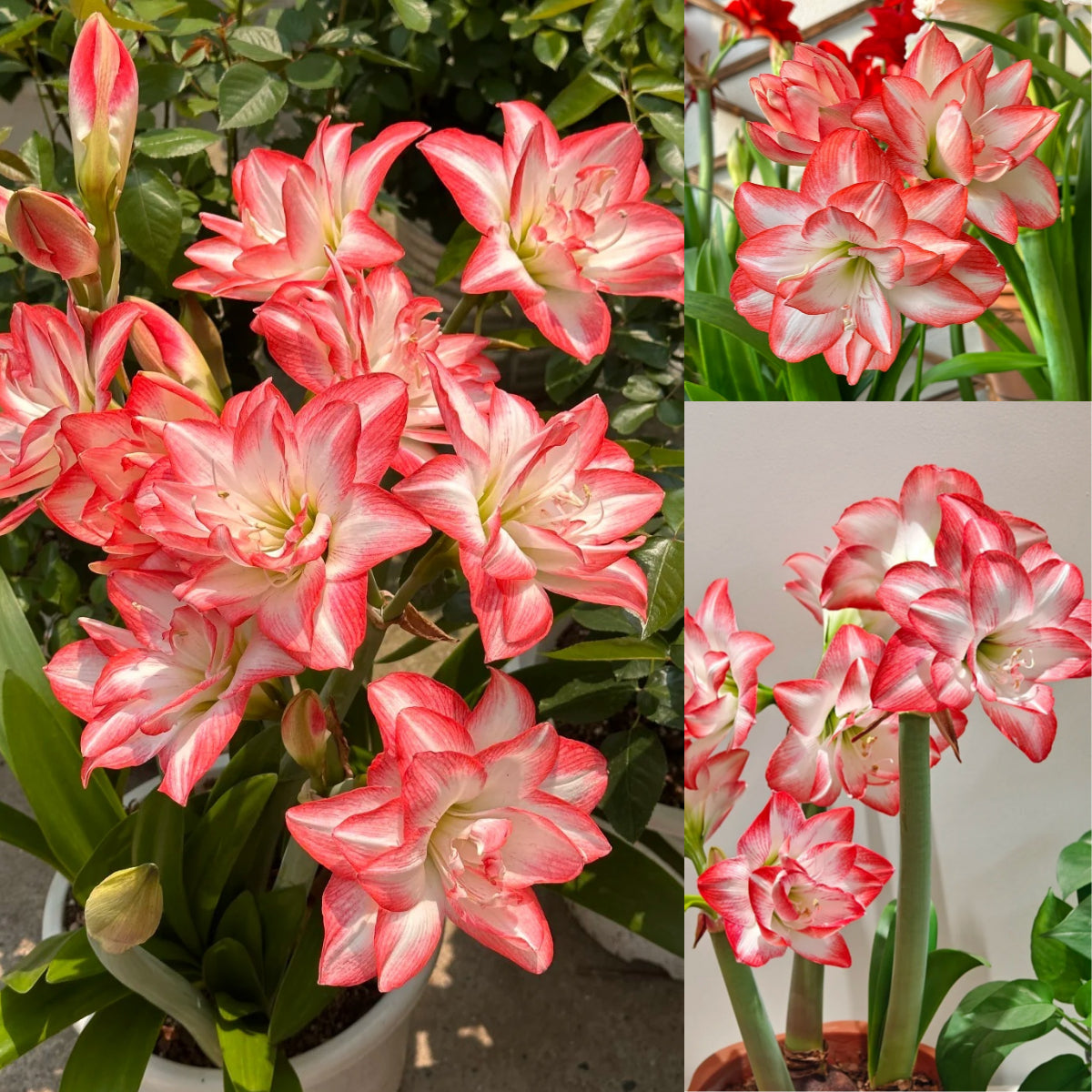 🌺 Amaryllis Bulbs | Grow Bold, Beautiful Blooms