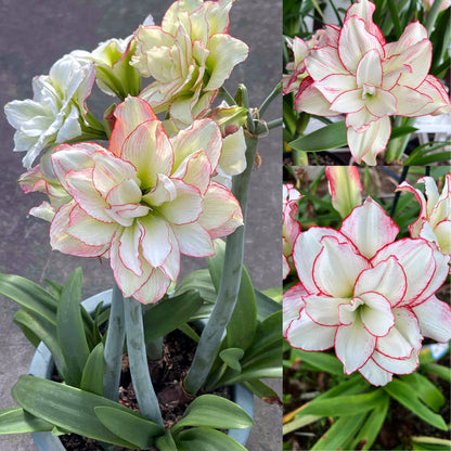🌺 Amaryllis Bulbs | Grow Bold, Beautiful Blooms