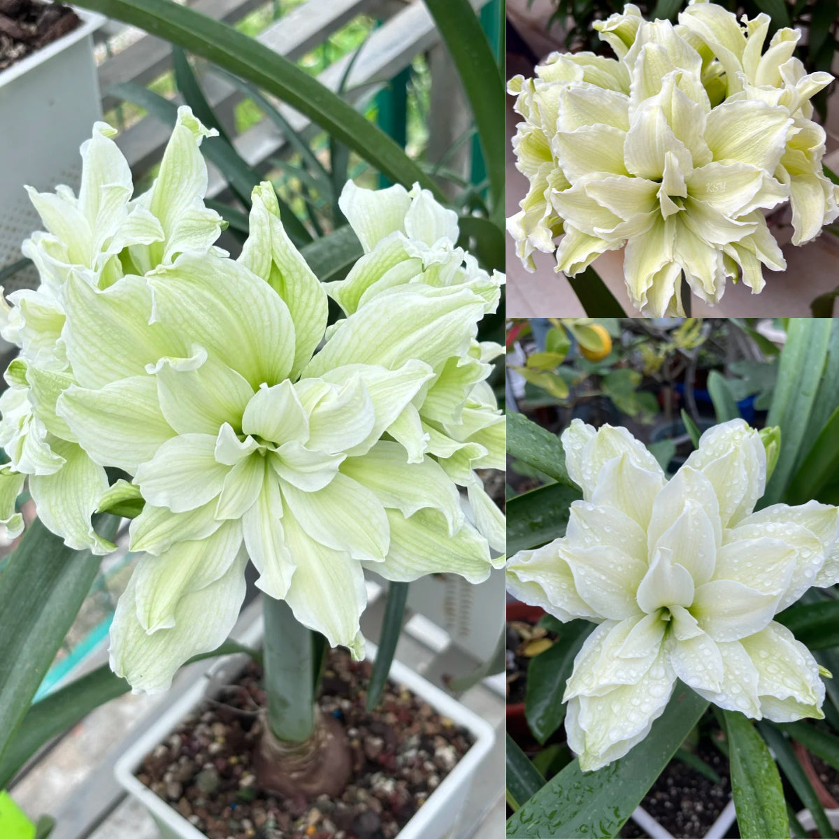 🌺 Amaryllis Bulbs | Grow Bold, Beautiful Blooms