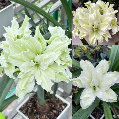 🌺 Amaryllis Bulbs | Grow Bold, Beautiful Blooms