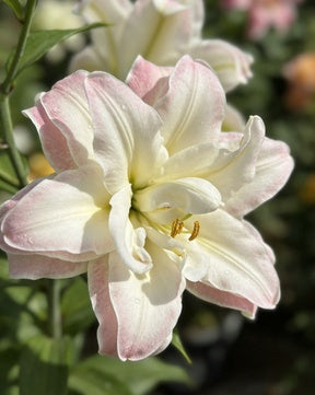 🌸56% OFF Romantic Double Lily Bulbs🌼