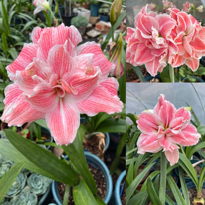 🌺 Amaryllis Bulbs | Grow Bold, Beautiful Blooms
