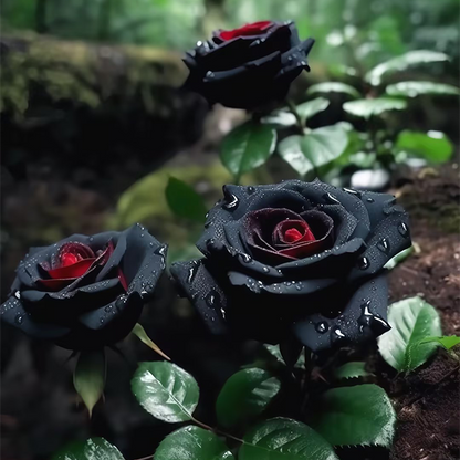 Rare Black And Red Rosehip Seeds