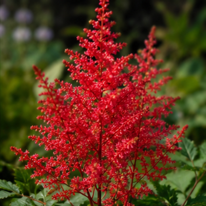 🌸Shade Garden Beauty Astilbe – Hardy, Easy-Care Flowering Bulbs🌿