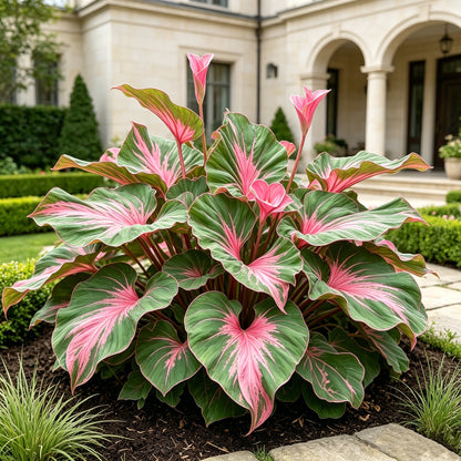 🌿Garden Favorite Hosta Bulbs – Rare & Beautiful Perennial Flowering Plants🎁