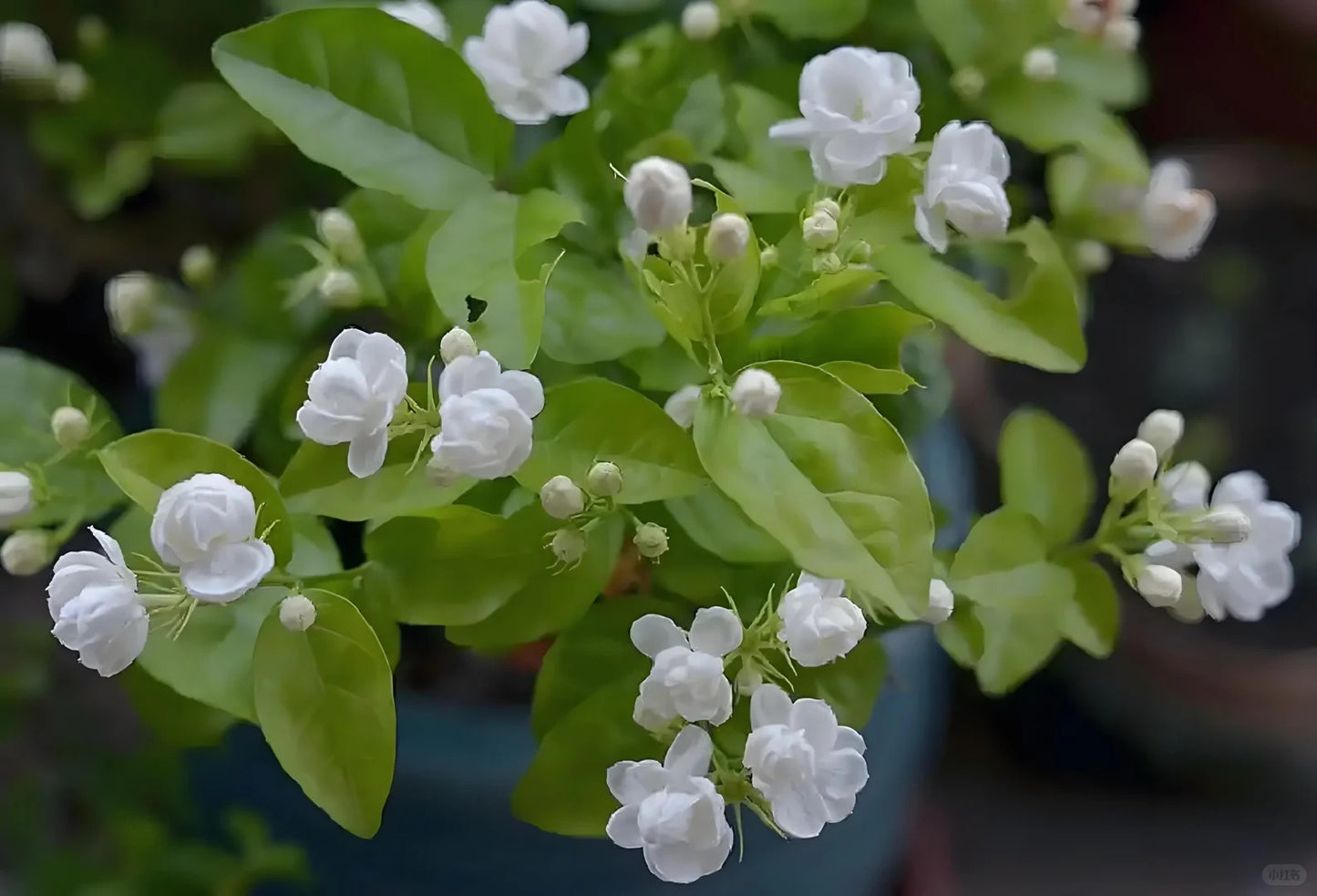 🌸 Pearl Double Jasmine Seeds – Sweet Fragrance