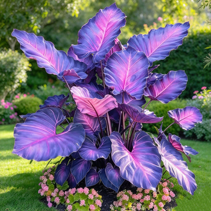 🎊 Giant Caladium Bulbs – Exotic Multicolor Foliage That Brightens Any Garden