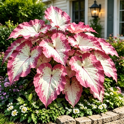 💖 Rainbow Beauty Caladium Bulbs – Lush Multicolor Leaves for a Dreamy Garden