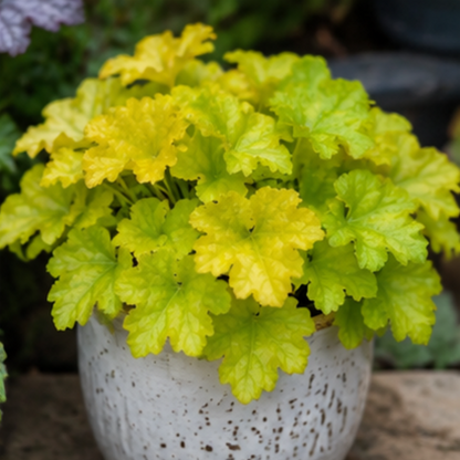 🎨Add Elegant Color to Your Garden - 🌱Heuchera Seeds🌿