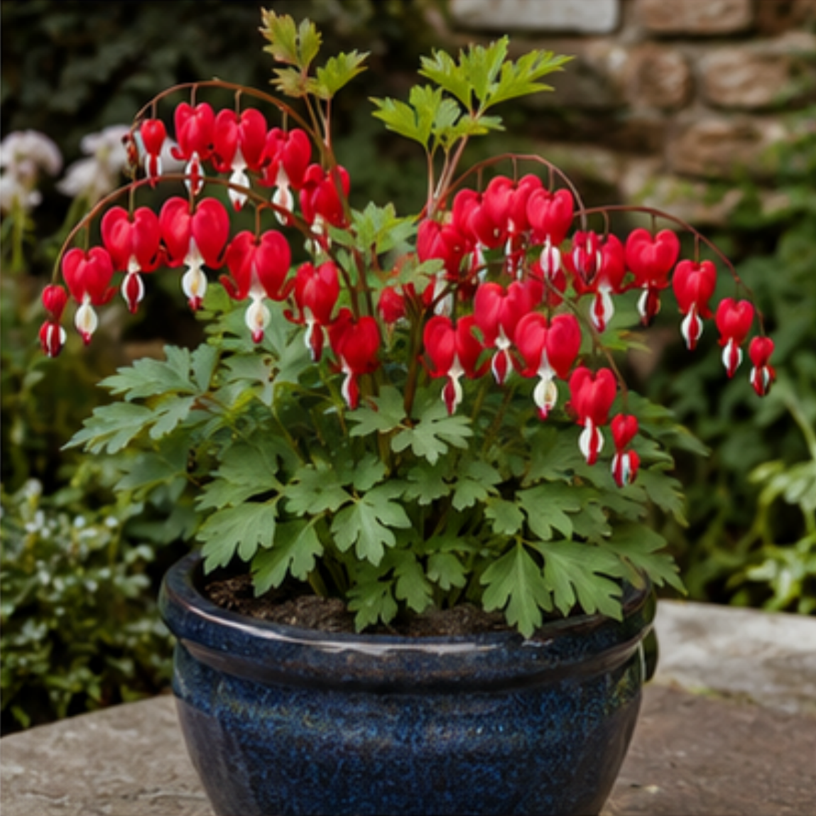 💖Bleeding Heart Seeds🦋 - A Heart That Blooms for You🌸