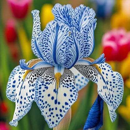 ⚜️Signature Tall Bearded Iris – Premium Garden Edition⚜️