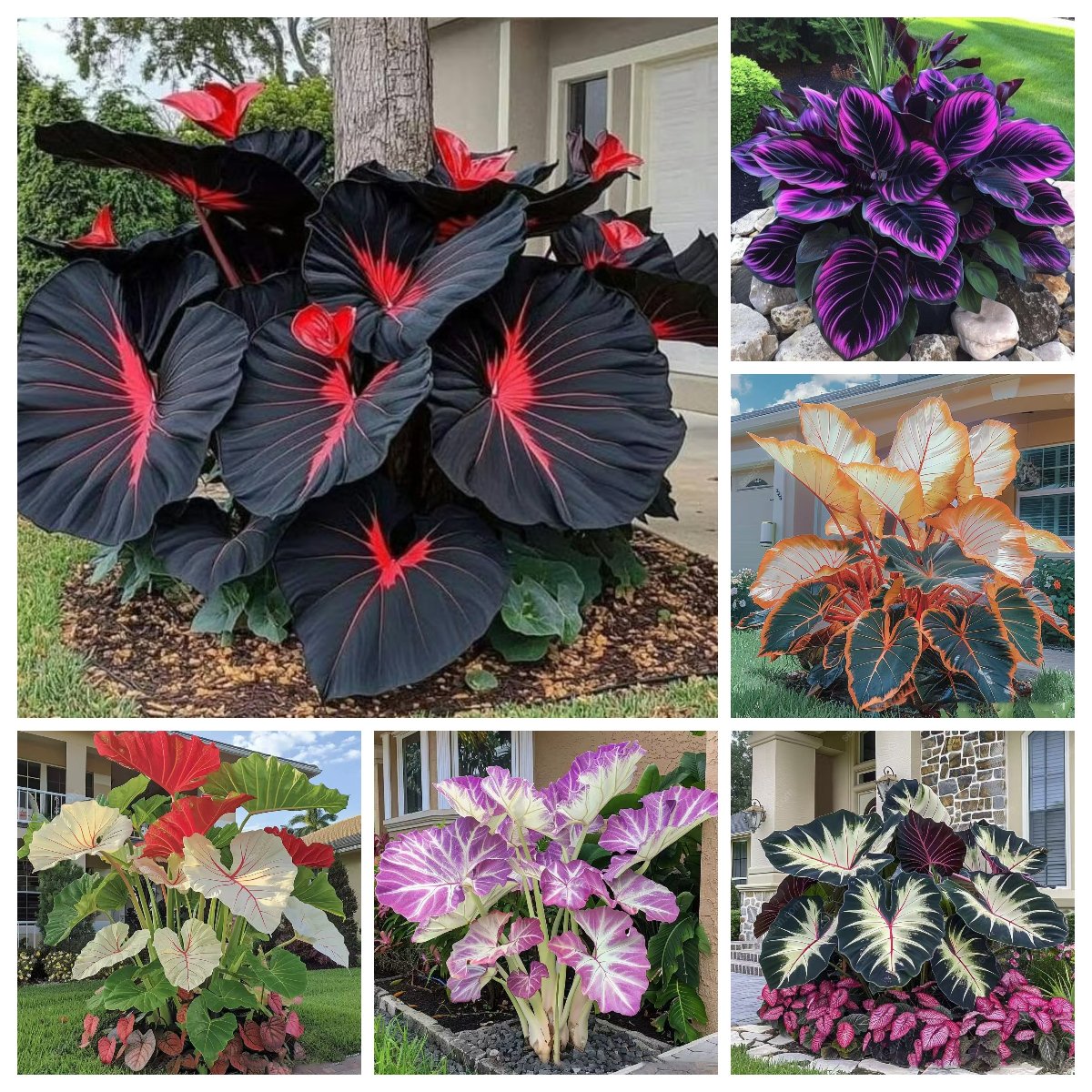 🌿Garden Favorite Hosta Bulbs – Rare & Beautiful Perennial Flowering Plants🎁