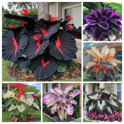 🌿Garden Favorite Hosta Bulbs – Rare & Beautiful Perennial Flowering Plants🎁