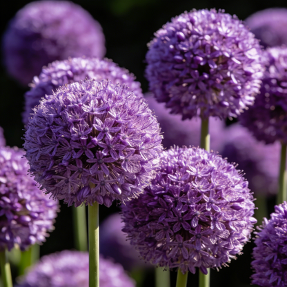 🌸 Premium Giant Allium Bulbs– Colorful Globe Blooms ✨