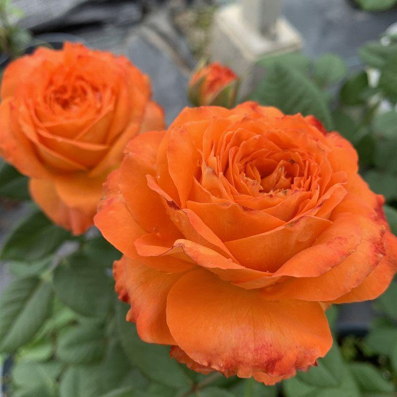 56% OFF✨Rare Climbing Rose Seeds🌹