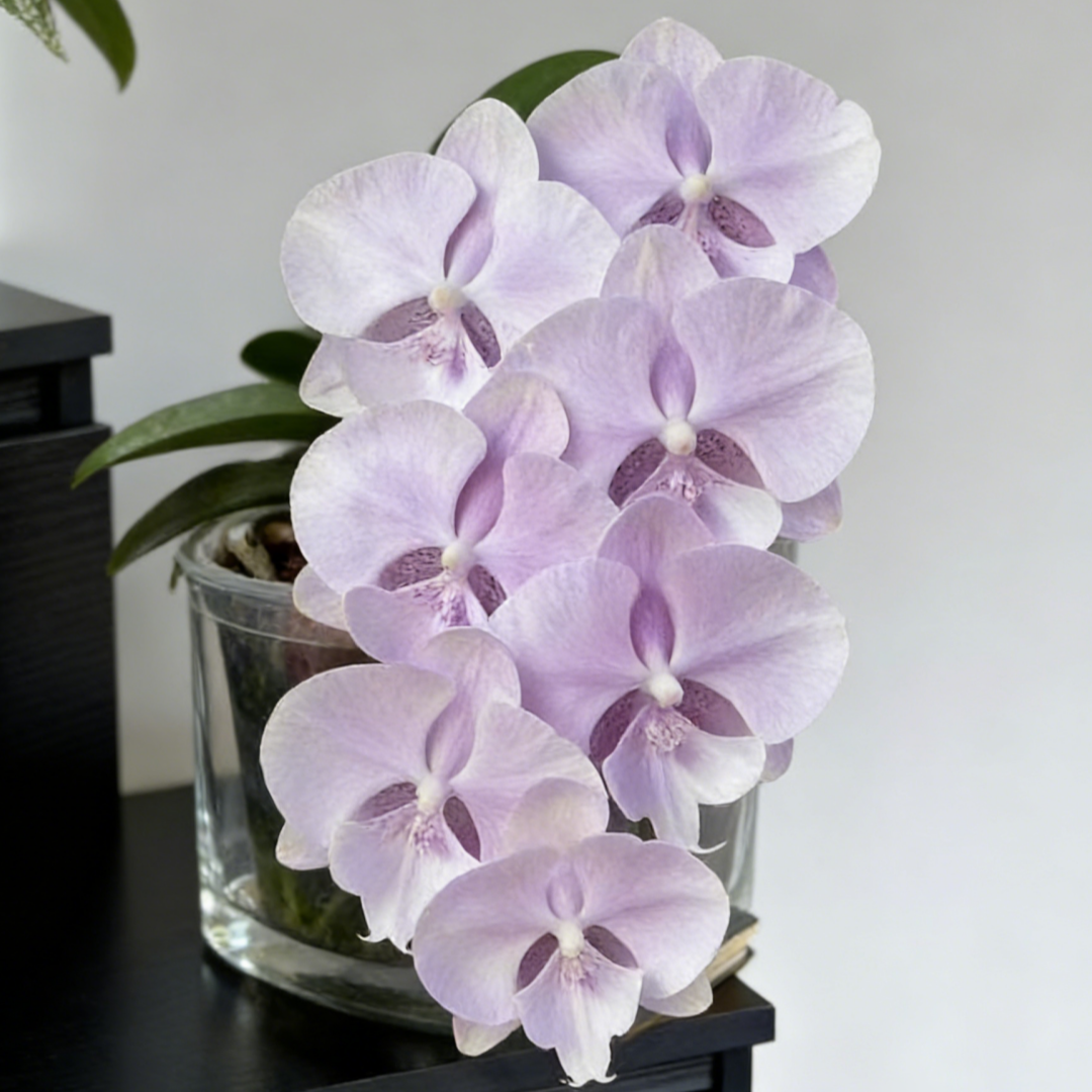 🎁2026 Must Plant🌺Premium Phalaenopsis Orchid Seeds✨