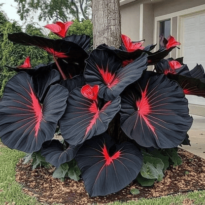 🌿Garden Favorite Hosta Bulbs – Rare & Beautiful Perennial Flowering Plants🎁