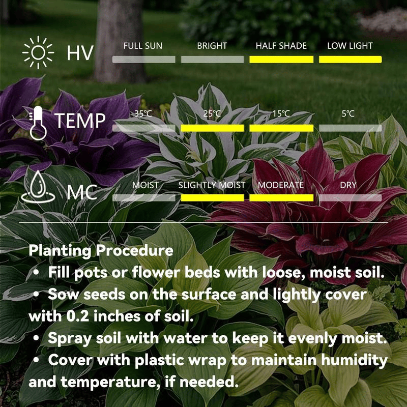 🌿Garden Favorite Hosta Bulbs – Rare & Beautiful Perennial Flowering Plants🎁