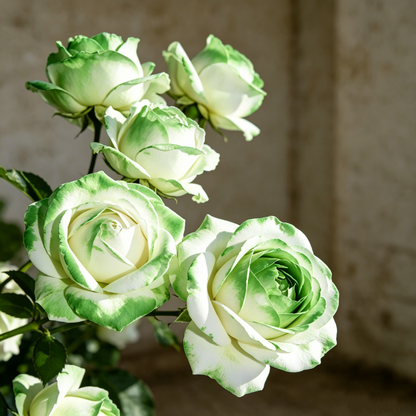 🌹Gradient Pearl Roses Seeds – Multi/Two-Tone Bloom Magic🌈