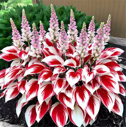 🍃 Exclusive Hosta Bulbs – Unique Foliage, Effortless Beauty