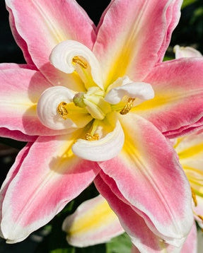🌸56% OFF Romantic Double Lily Bulbs🌼