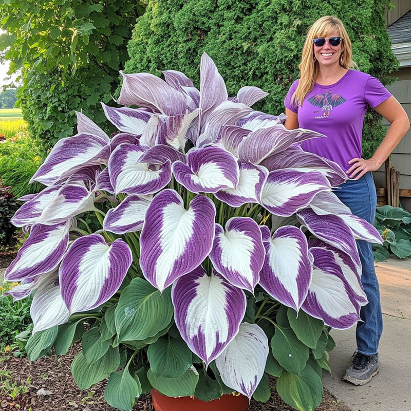 🍃 Exclusive Hosta Bulbs – Unique Foliage, Effortless Beauty