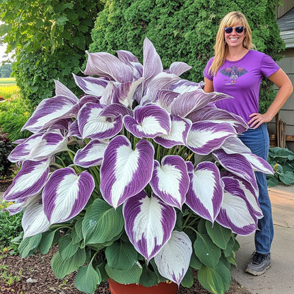 🍃 Exclusive Hosta Bulbs – Unique Foliage, Effortless Beauty