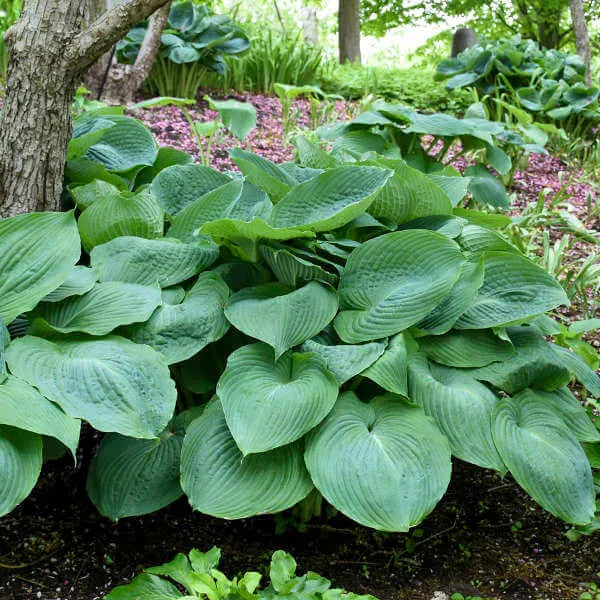 🍃 Exclusive Hosta Bulbs – Unique Foliage, Effortless Beauty