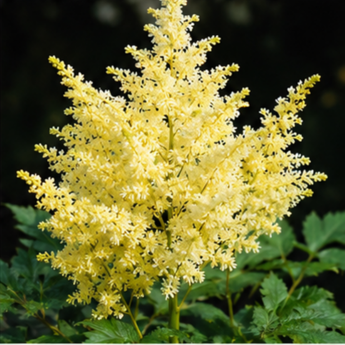 🌸Shade Garden Beauty Astilbe – Hardy, Easy-Care Flowering Bulbs🌿