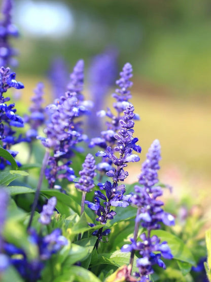 👉 Salvia Flower Seeds Mix – Grow a Butterfly Garden All Summer