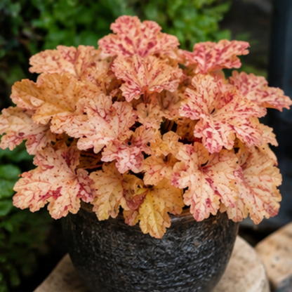 🎨Add Elegant Color to Your Garden - 🌱Heuchera Seeds🌿