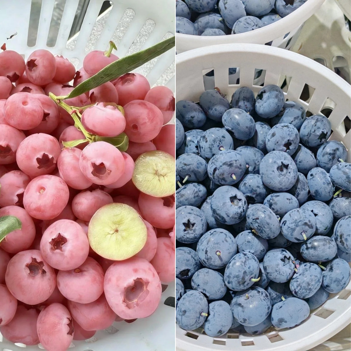 🫐 Giant Blueberry Seeds – Blue & Pink Variety Mix ✨