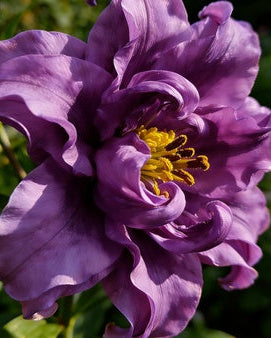🌸56% OFF Romantic Double Lily Bulbs🌼