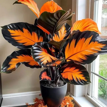 🌱 Rare Giant Hosta Bulbs – Lush, Tall & Shade-Loving Garden Beauty