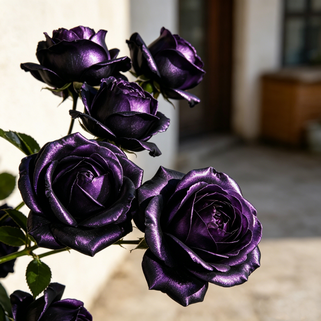 🌹Gradient Pearl Roses Seeds – Multi/Two-Tone Bloom Magic🌈