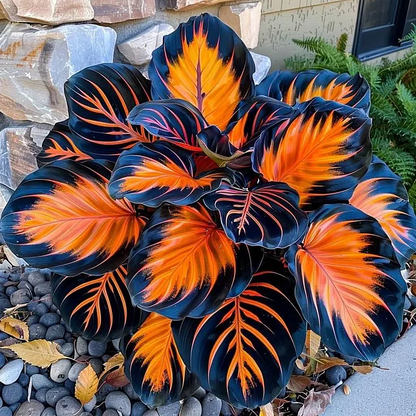 🌿Garden Favorite Hosta Bulbs – Rare & Beautiful Perennial Flowering Plants🎁