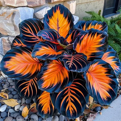 🌿 Rare Velvet Dwarf Hosta Seeds - Exquisite Shade-Loving Perennial