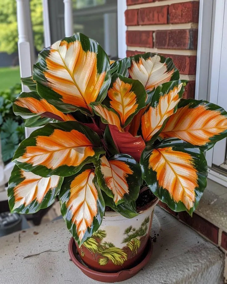 🌱 Rare Giant Hosta Bulbs – Lush, Tall & Shade-Loving Garden Beauty