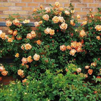 Orange Climbing Rose Seeds