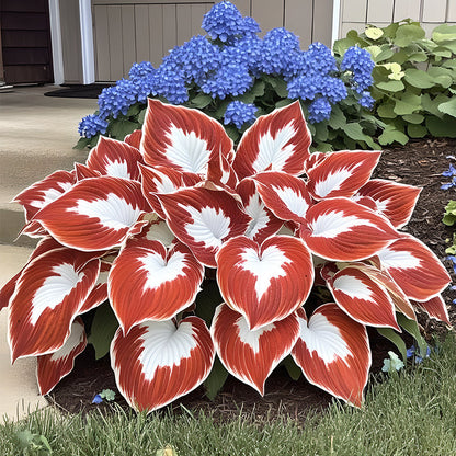 🍃 Exclusive Hosta Bulbs – Unique Foliage, Effortless Beauty