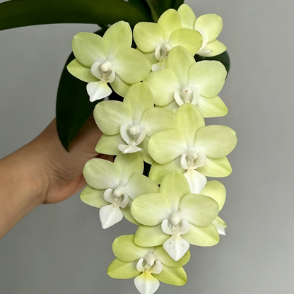 🎁2026 Must Plant🌺Premium Phalaenopsis Orchid Seeds✨