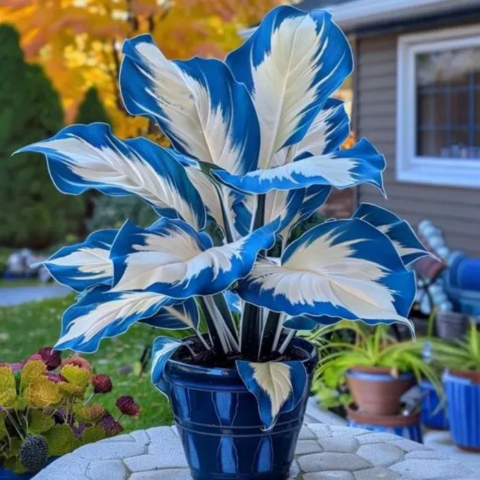 🌱 Rare Giant Hosta Bulbs – Lush, Tall & Shade-Loving Garden Beauty