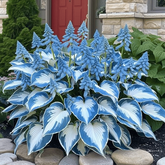 🌿 Unique Hosta Seeds – Freshly Shipped From Oregon 🌱