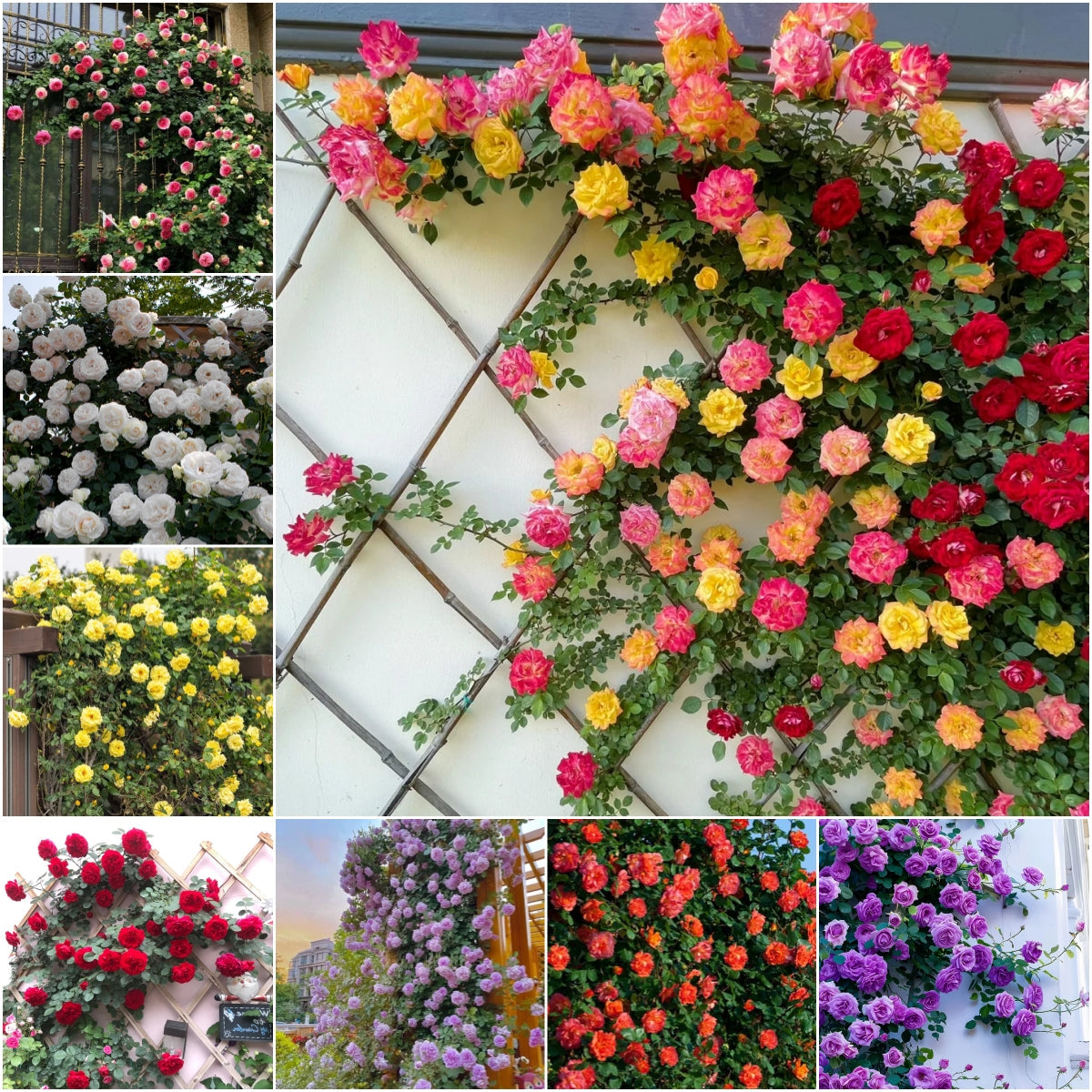 56% OFF✨Rare Climbing Rose Seeds🌹