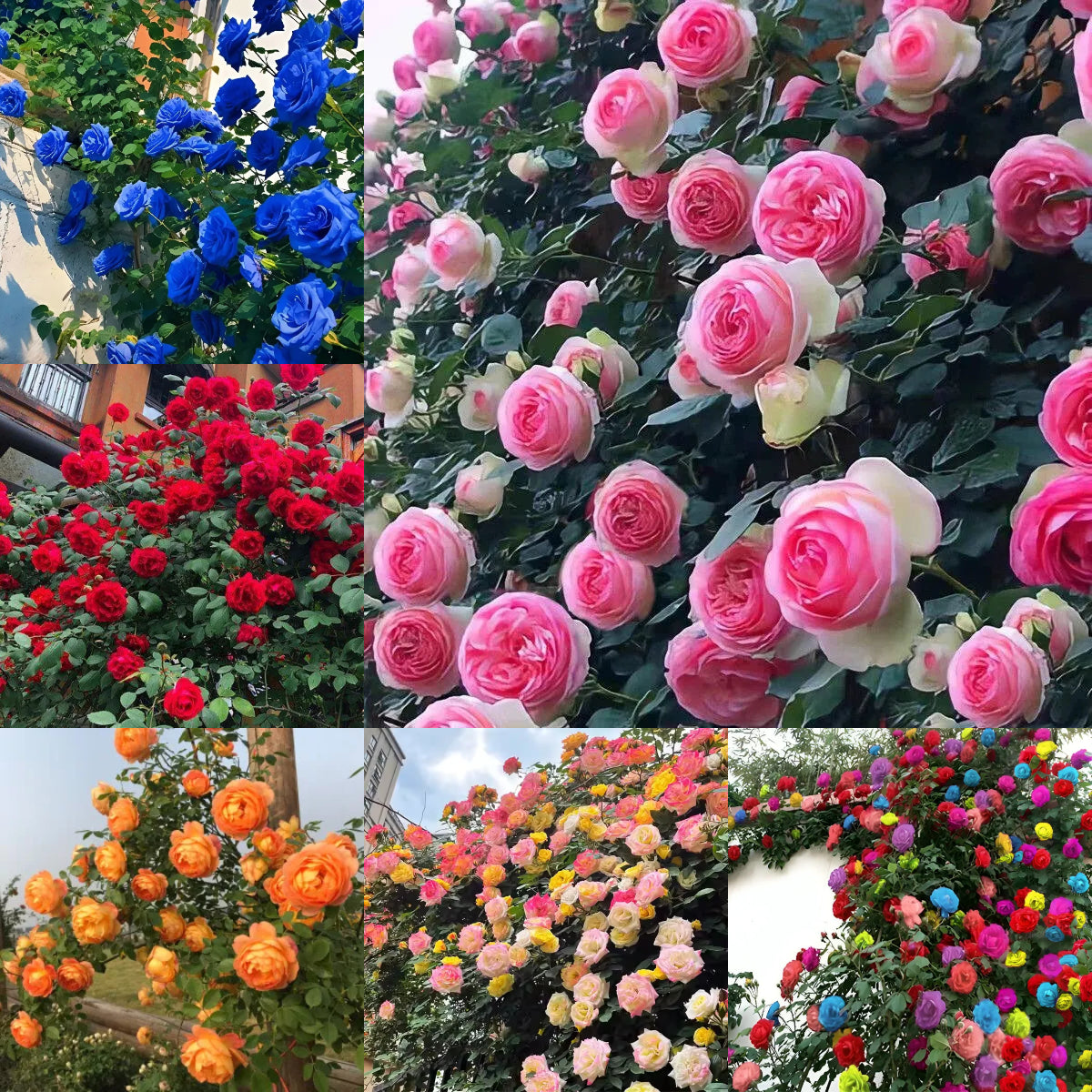 56% OFF✨Rare Climbing Rose Seeds🌹