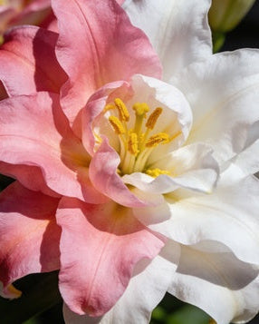 🌸56% OFF Romantic Double Lily Bulbs🌼