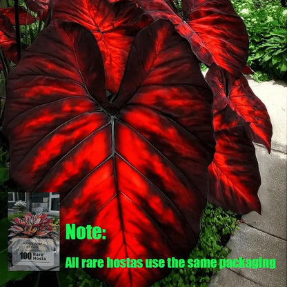 🌿Garden Favorite Hosta Bulbs – Rare & Beautiful Perennial Flowering Plants🎁