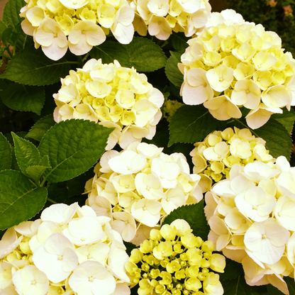 🔥New Arrivals🌸Hydrangea Seeds of Bliss☁️✨
