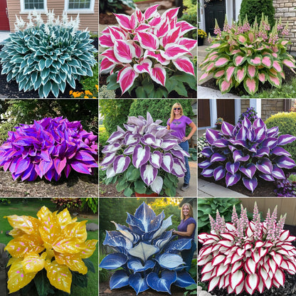 🍃 Exclusive Hosta Bulbs – Unique Foliage, Effortless Beauty